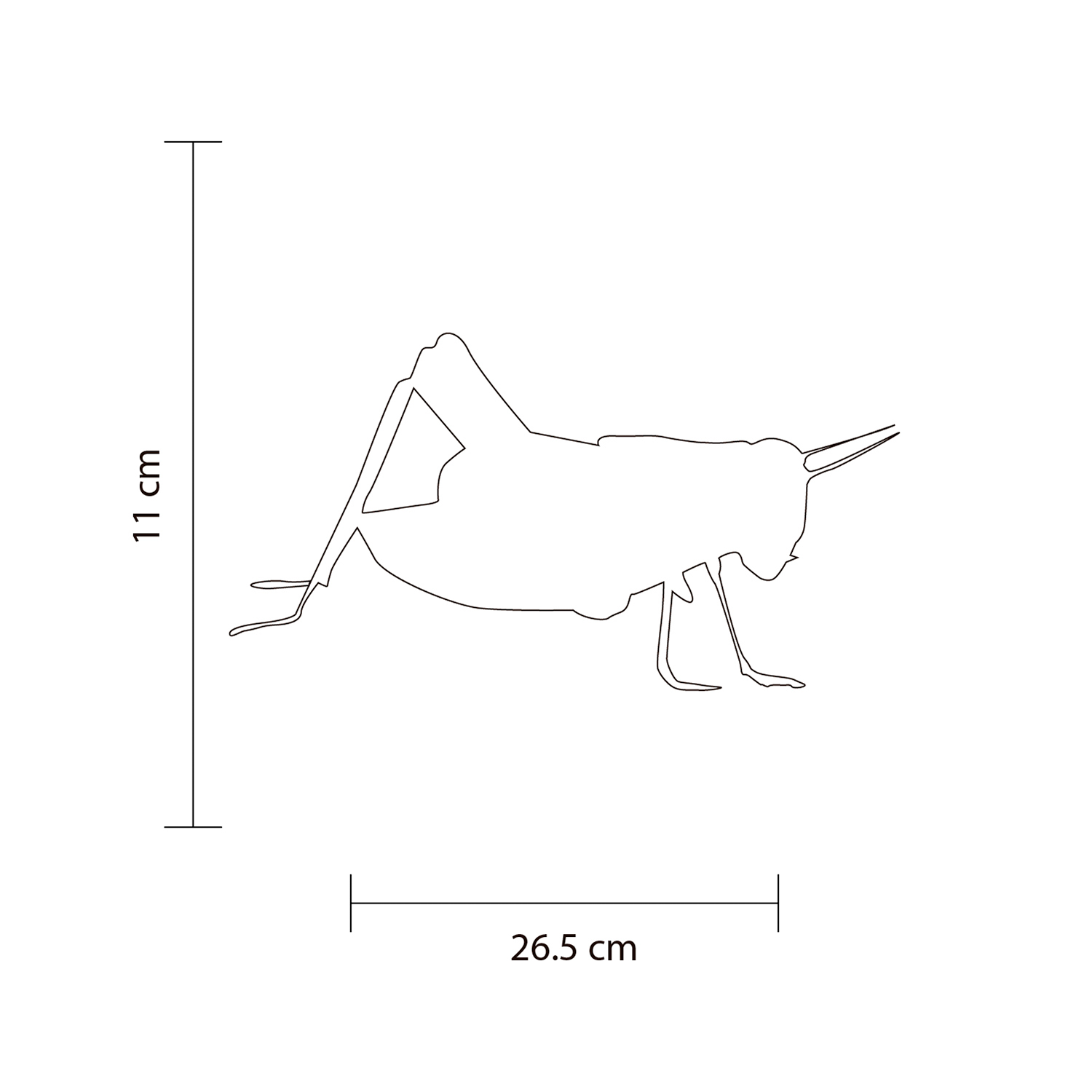 Dimensiones del producto