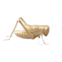 FIGURA GAF GRILLO NAHUM